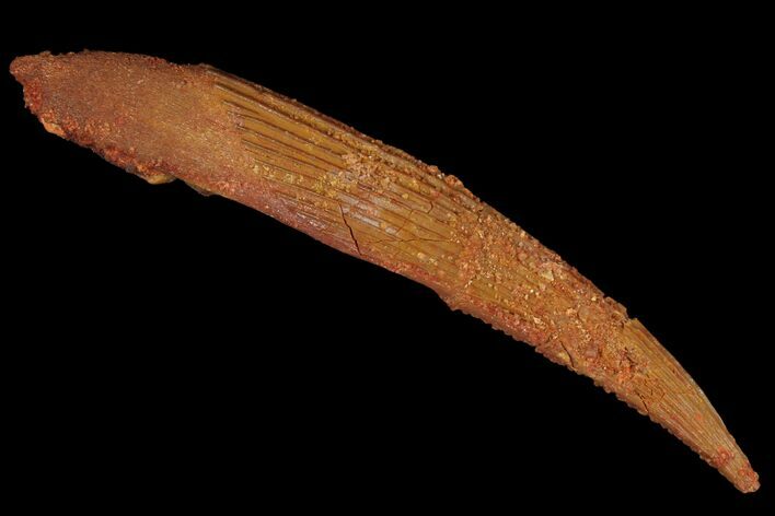 Fossil Shark (Hybodus) Dorsal Spine - Morocco #106547